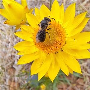 Chalcidoidea (superfamily) at Watson, ACT - 11 Nov 2024