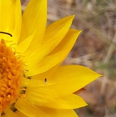 Chalcidoidea (superfamily) at Watson, ACT - 11 Nov 2024