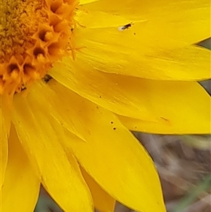 Chalcidoidea (superfamily) at Watson, ACT - 11 Nov 2024