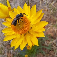 Lasioglossum (Chilalictus) sp. (genus & subgenus) (Halictid bee) at Watson, ACT - 11 Nov 2024 by abread111