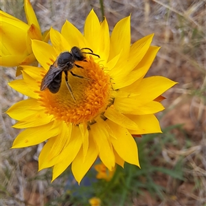 Lasioglossum (Chilalictus) sp. (genus & subgenus) at Watson, ACT - 11 Nov 2024