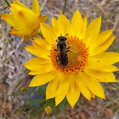 Xerochrysum viscosum at Watson, ACT - 11 Nov 2024