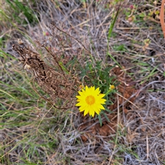 Xerochrysum viscosum at Watson, ACT - 11 Nov 2024