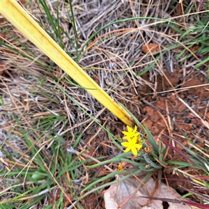 Bulbine bulbosa at Watson, ACT - 11 Nov 2024