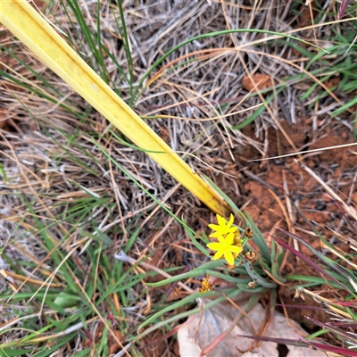 Bulbine bulbosa (Golden Lily, Bulbine Lily) at Watson, ACT - 11 Nov 2024 by abread111