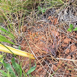 Bulbine bulbosa at Watson, ACT - 11 Nov 2024