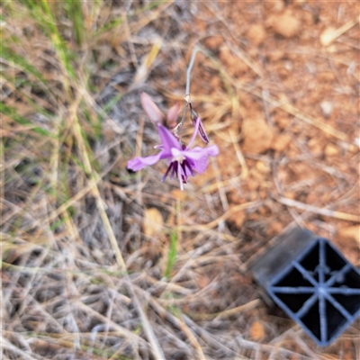 Arthropodium fimbriatum (Nodding Chocolate Lily) at Watson, ACT - 11 Nov 2024 by abread111