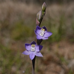 Thelymitra peniculata at Gundary, NSW - suppressed