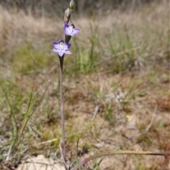 Thelymitra peniculata at Gundary, NSW - suppressed