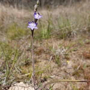 Thelymitra peniculata at Gundary, NSW - suppressed