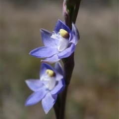 Thelymitra peniculata at Gundary, NSW - suppressed