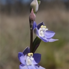 Thelymitra peniculata at Gundary, NSW - suppressed