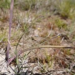 Thelymitra peniculata at Gundary, NSW - suppressed