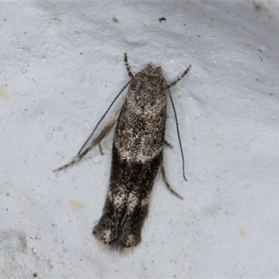 Elachista velox (A Gelechioid moth (Elachistidae)) at Melba, ACT - 8 Nov 2024 by kasiaaus