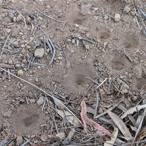 Myrmeleontidae (family) at Watson, ACT - 11 Nov 2024