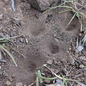 Myrmeleontidae (family) at Watson, ACT - 11 Nov 2024