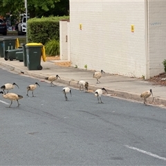 Threskiornis molucca (Australian White Ibis) at Watson, ACT - 10 Nov 2024 by sbittinger