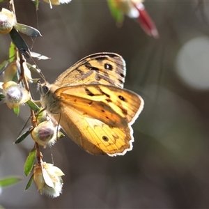 Heteronympha merope at Mongarlowe, NSW - suppressed