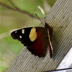 Vanessa itea (Yellow Admiral) at Mongarlowe, NSW - 8 Nov 2024 by LisaH