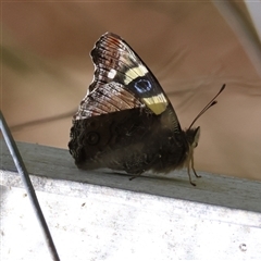 Vanessa itea at Mongarlowe, NSW - 8 Nov 2024