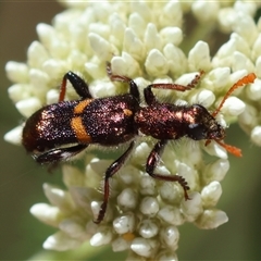 Eleale pulchra (Clerid beetle) at Mongarlowe, NSW - 8 Nov 2024 by LisaH