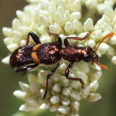 Eleale pulchra (Clerid beetle) at Mongarlowe, NSW - 8 Nov 2024 by LisaH