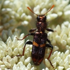 Eleale pulchra at Mongarlowe, NSW - 8 Nov 2024