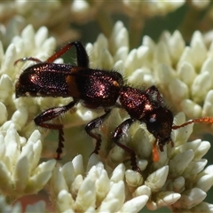 Eleale pulchra at Mongarlowe, NSW - 8 Nov 2024