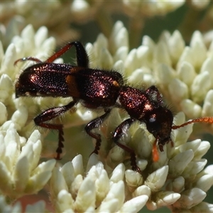 Eleale pulchra at Mongarlowe, NSW - 8 Nov 2024