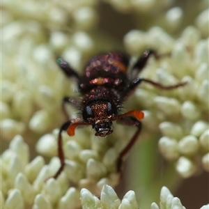 Eleale pulchra at Mongarlowe, NSW - 8 Nov 2024