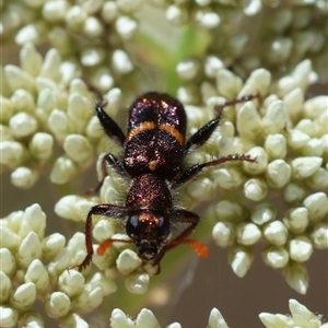 Eleale pulchra at Mongarlowe, NSW - 8 Nov 2024