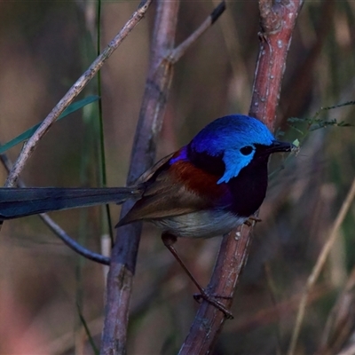 Malurus lamberti (Variegated Fairywren) at Malua Bay, NSW - 8 Nov 2024 by jb2602