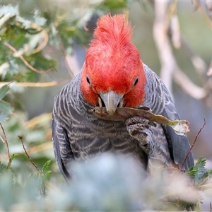 Callocephalon fimbriatum at Deakin, ACT - 3 Nov 2024