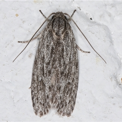 Agriophara fascifera (A Concealer moth (Stenomatinae)) at Melba, ACT - 8 Nov 2024 by kasiaaus