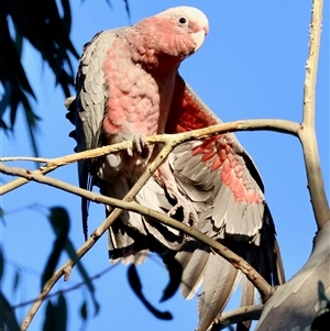 Eolophus roseicapilla at Hughes, ACT - 8 Nov 2024