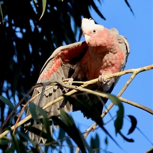 Eolophus roseicapilla at Hughes, ACT - 8 Nov 2024