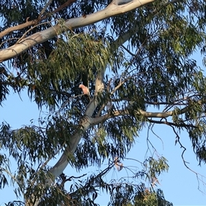 Eolophus roseicapilla at Hughes, ACT - 8 Nov 2024 06:59 PM