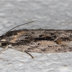 Agriophara leptosemela at Melba, ACT - 9 Nov 2024 10:19 PM