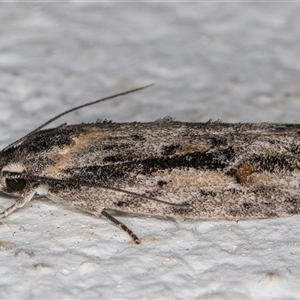 Agriophara leptosemela at Melba, ACT - 9 Nov 2024 10:19 PM