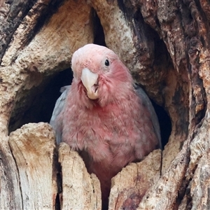 Eolophus roseicapilla at Hughes, ACT - 11 Nov 2024