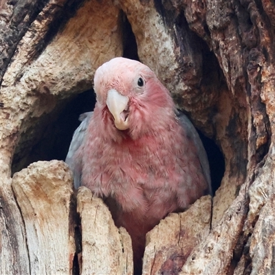 Eolophus roseicapilla (Galah) at Hughes, ACT - 11 Nov 2024 by LisaH