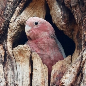 Eolophus roseicapilla at Hughes, ACT - 11 Nov 2024