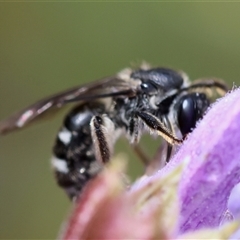 Lasioglossum (Chilalictus) sp. (genus & subgenus) (Halictid bee) at Hughes, ACT - 9 Nov 2024 by LisaH