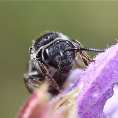 Lasioglossum (Chilalictus) sp. (genus & subgenus) at Hughes, ACT - 9 Nov 2024