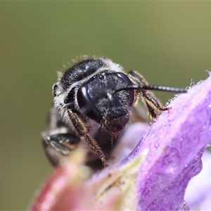 Lasioglossum (Chilalictus) sp. (genus & subgenus) at Hughes, ACT - 9 Nov 2024