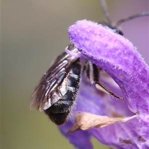 Lasioglossum (Chilalictus) sp. (genus & subgenus) at Hughes, ACT - 9 Nov 2024