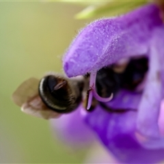 Lasioglossum (Chilalictus) sp. (genus & subgenus) at Hughes, ACT - 9 Nov 2024