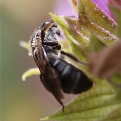 Lasioglossum (Chilalictus) sp. (genus & subgenus) at Hughes, ACT - 9 Nov 2024