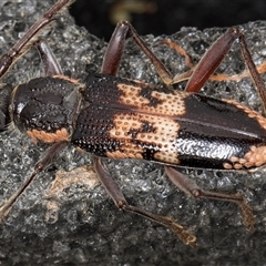 Phoracantha semipunctata (Common Eucalypt Longicorn) at Melba, ACT - 9 Nov 2024 by kasiaaus