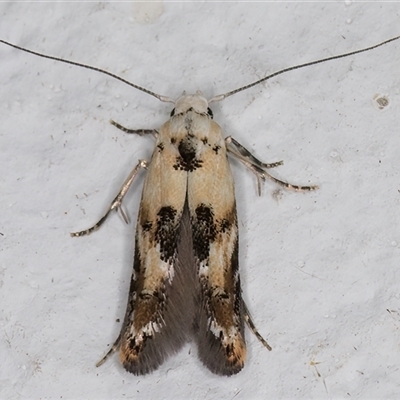 Leptozestis and Trachydora (genera) (A cosmet moth) at Melba, ACT - 9 Nov 2024 by kasiaaus